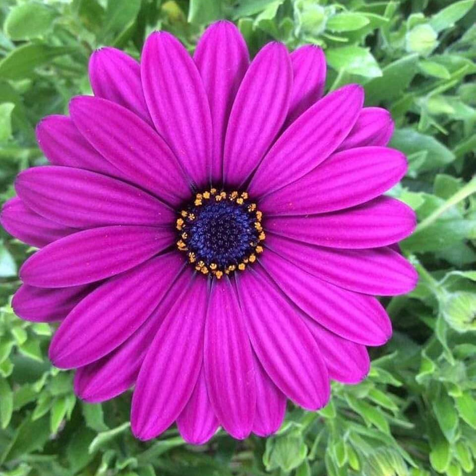 Osteospermum Seeds