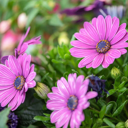 Osteospermum Seeds