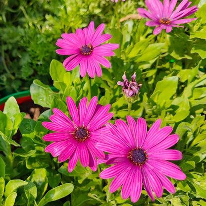 Osteospermum Seeds