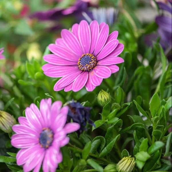Osteospermum Seeds - All in one for home gardens