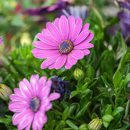 Osteospermum Seeds - All in one for home gardens
