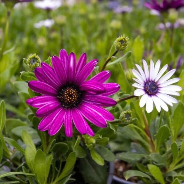 Osteospermum Seeds - All in one for home gardens