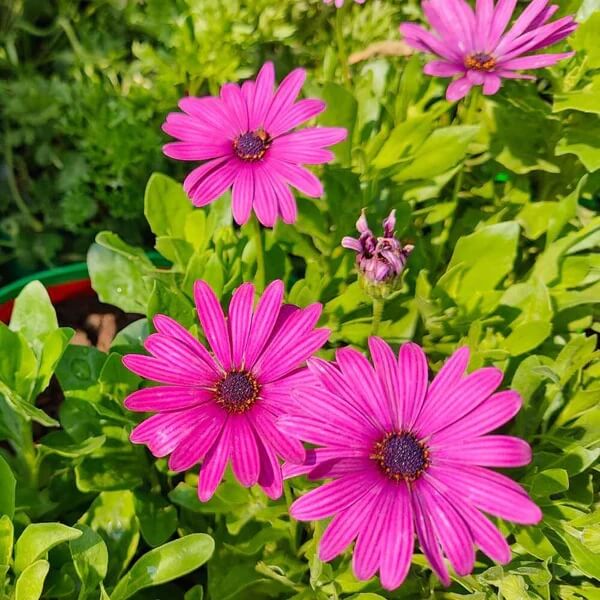 Osteospermum Seeds - All in one for home gardens
