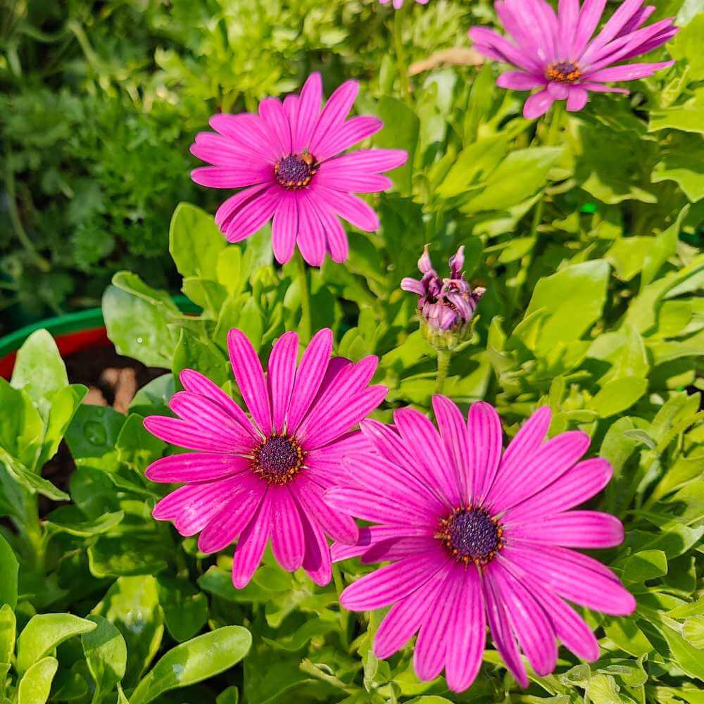 Osteospermum Seeds - Flower Plant for Home Gardens