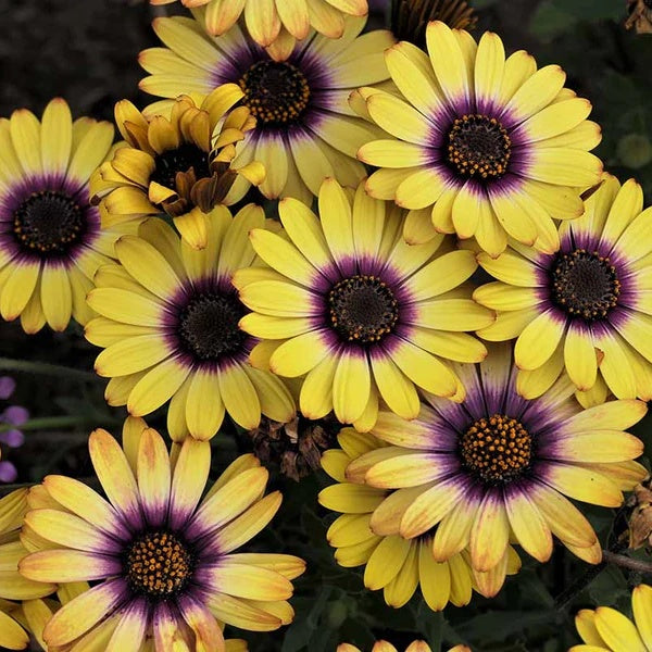 Osteospermum seeds