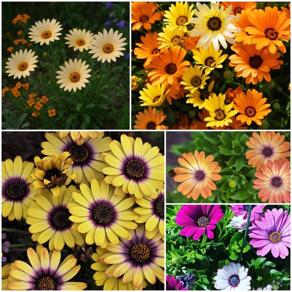 Osteospermum seeds