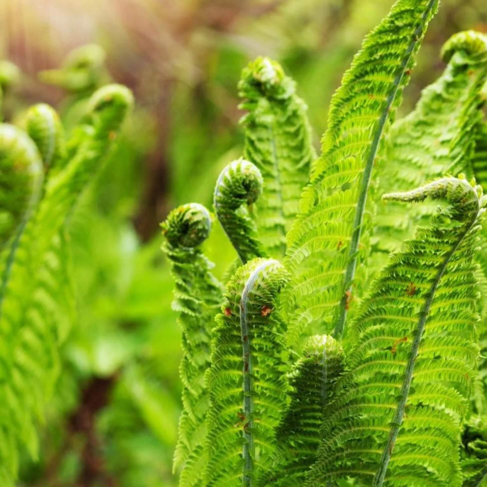Ostrich Fern Seeds