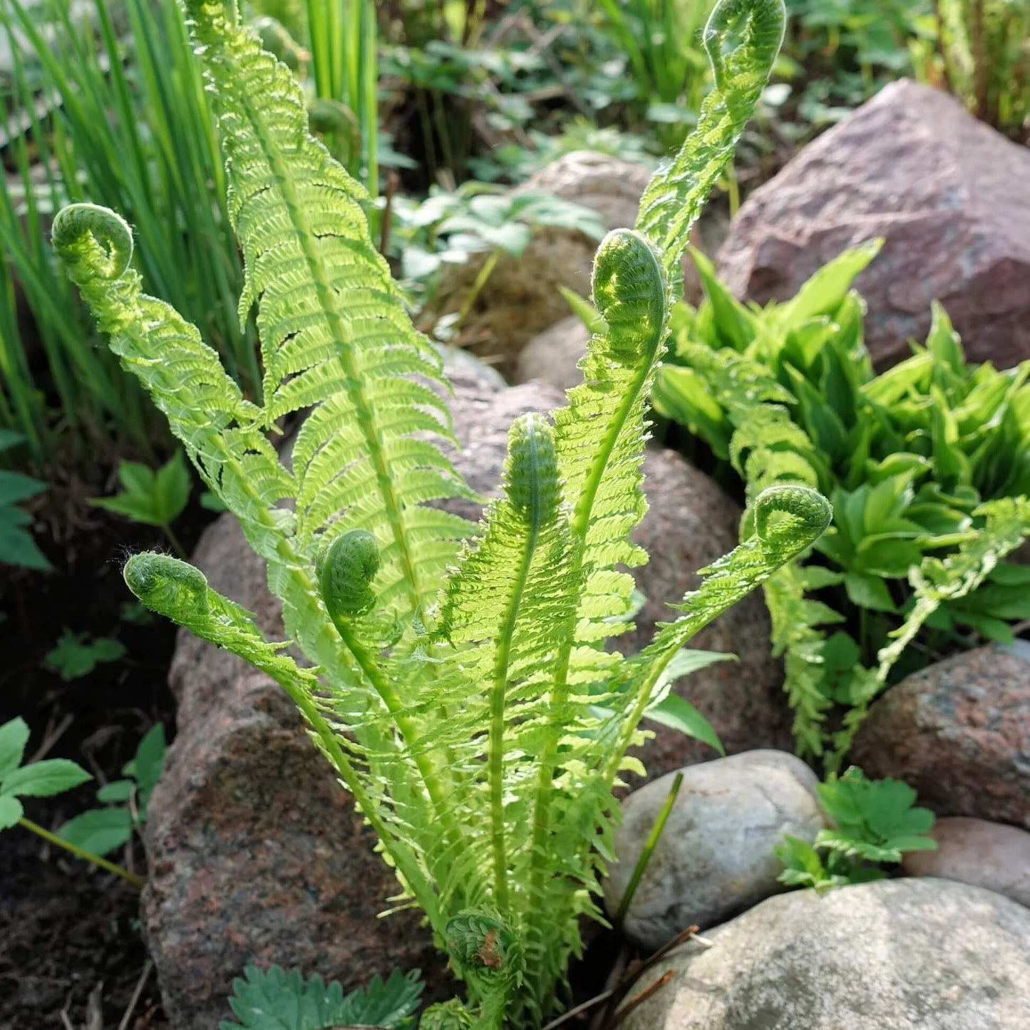 Ostrich Fern Seeds