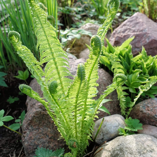 Ostrich Fern Seeds