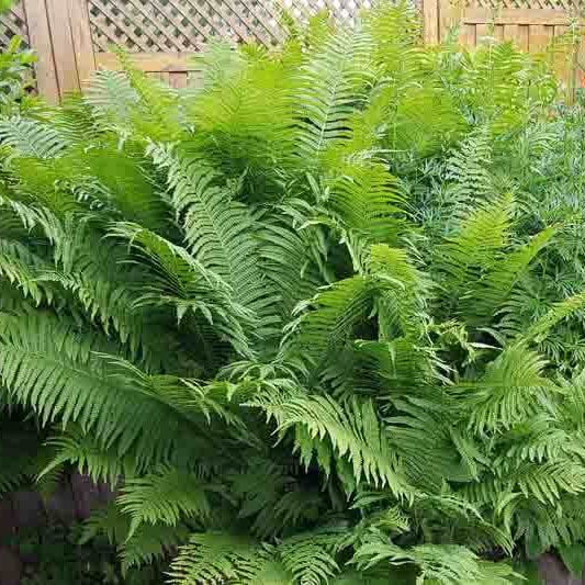 Ostrich Fern Seeds