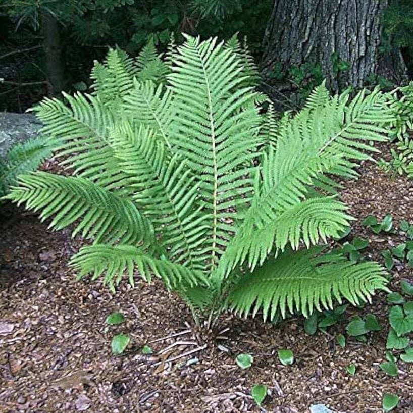 Ostrich Fern Seeds