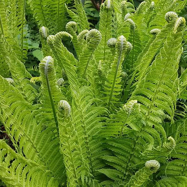 Ostrich Fern Seeds