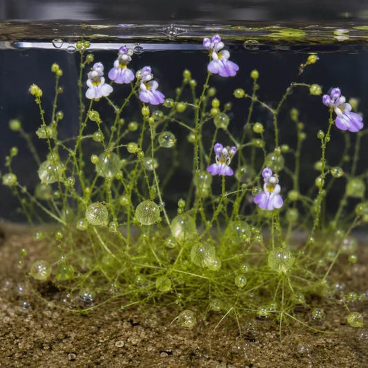 Outdoor Bladderwort Seeds
