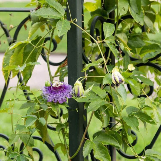 Outdoor Creepers Green Ivy Seeds