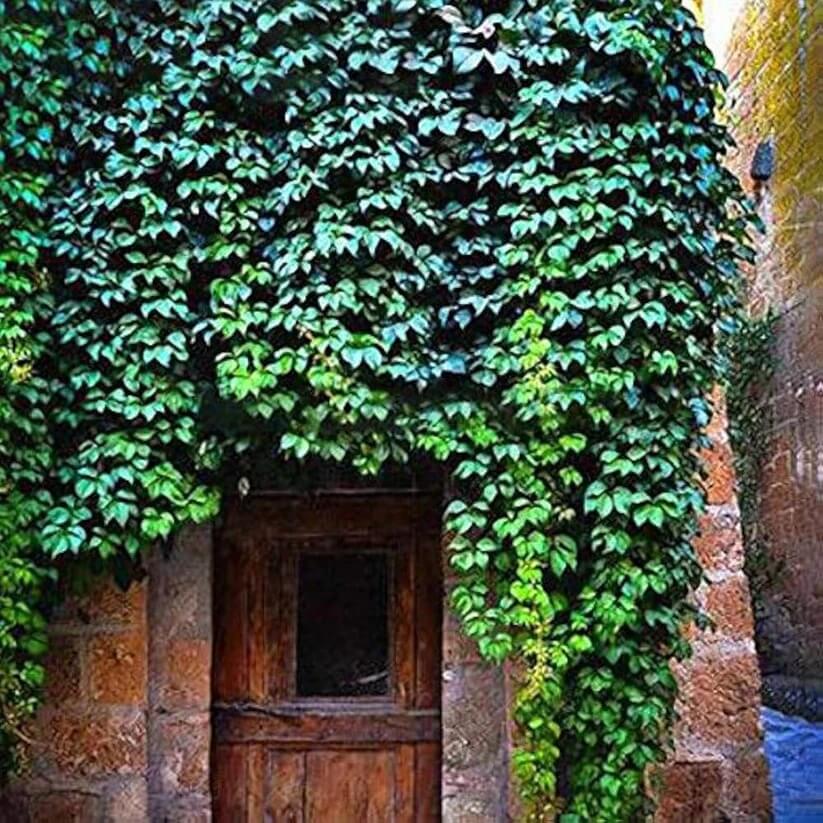 Outdoor Creepers Green Ivy Seeds