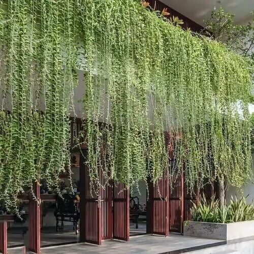 Outdoor Creepers Green Ivy Seeds