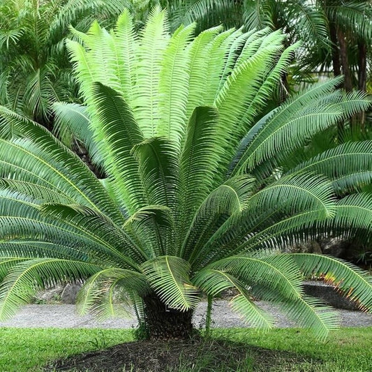 Outdoor Landscape Sago Palm Seeds