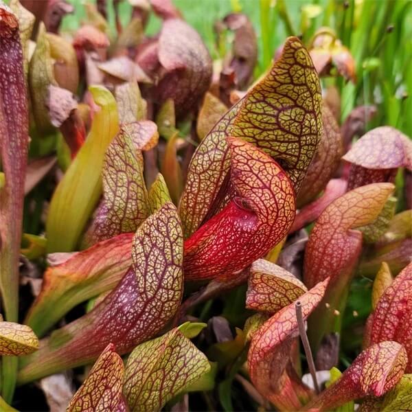 Outdoor Pitcher Plant Seeds 