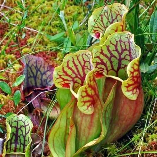 Outdoor Pitcher Plant Seeds 