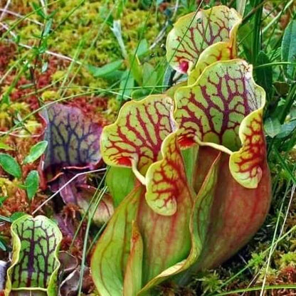 Outdoor Pitcher Plant Seeds 