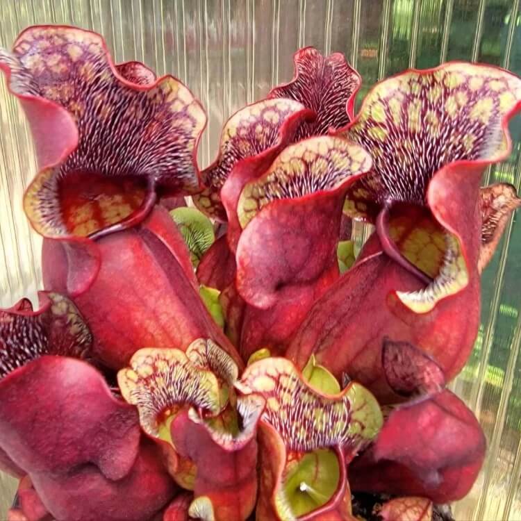 Outdoor Pitcher Plant Seeds 