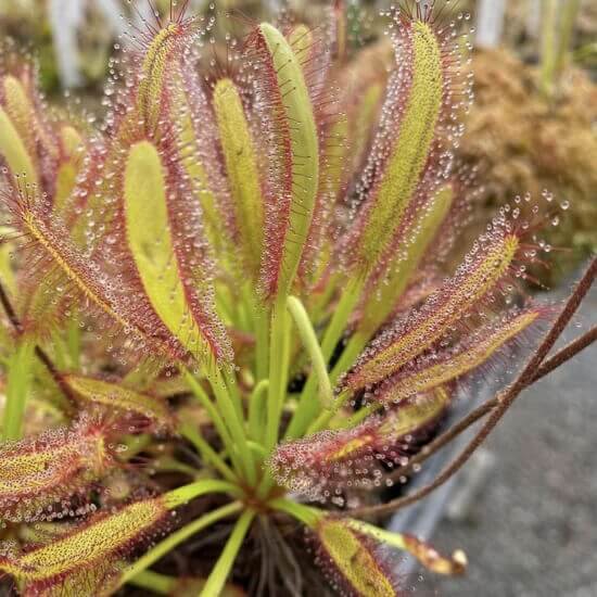 Outdoor Sundew Seeds 