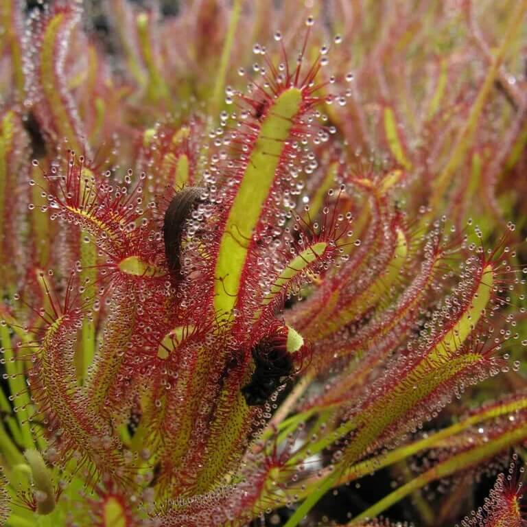 Outdoor Sundew Seeds 