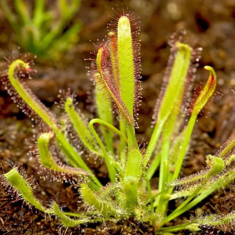 Outdoor Sundew Seeds 