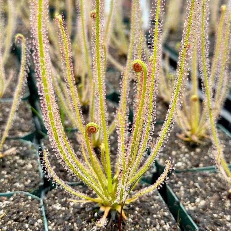 Outdoor Sundew Seeds 
