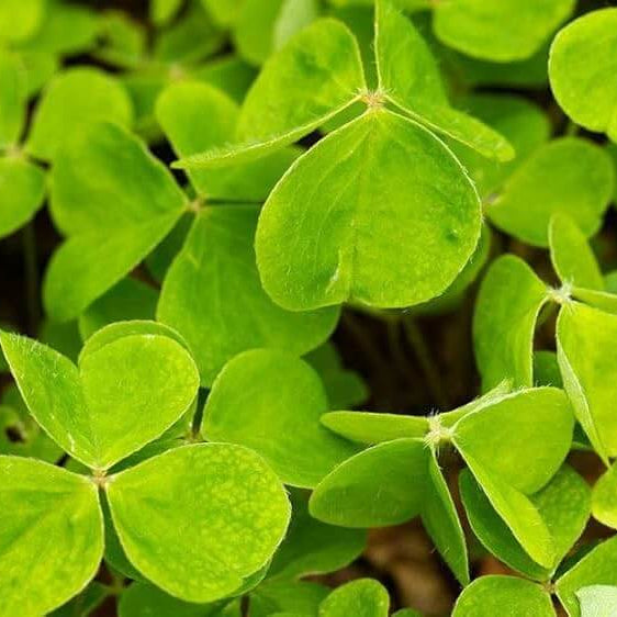 Oxalis Articulata seeds - Flower Plant 