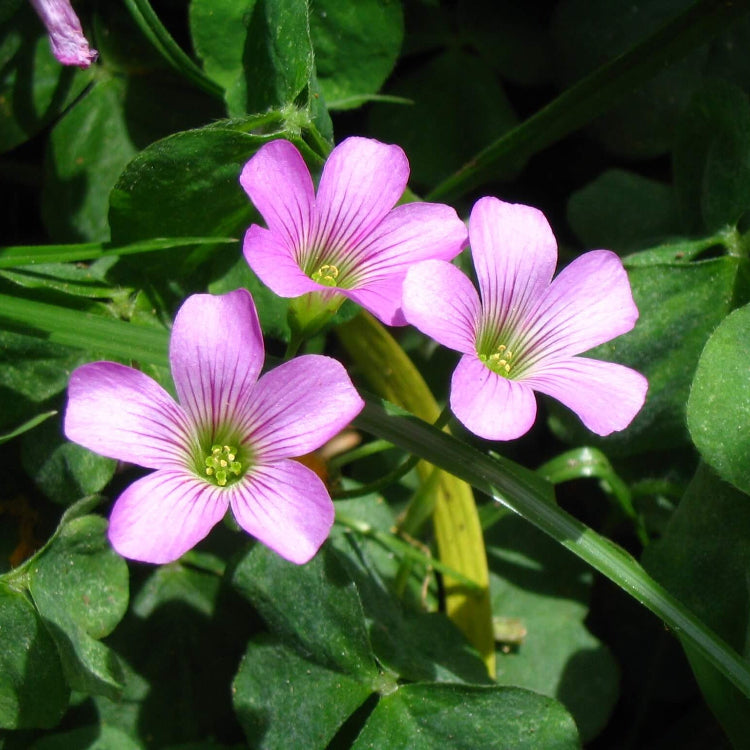 Oxalis Corymbosa seeds - Flower Plant