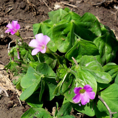 Oxalis Corymbosa seeds - Flower Plant