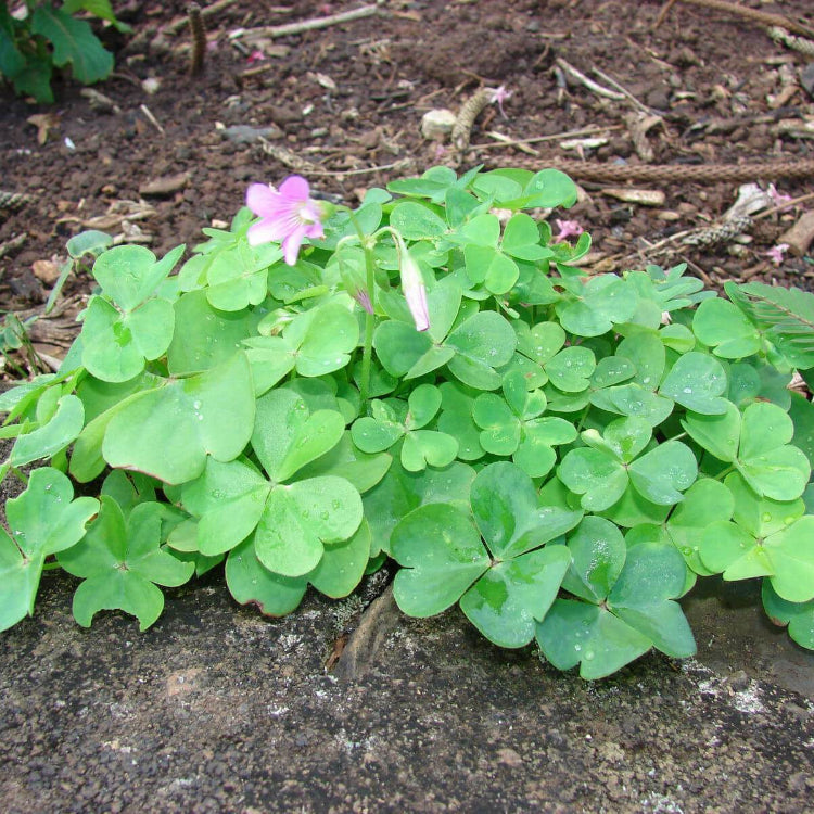 Oxalis Corymbosa seeds - Flower Plant