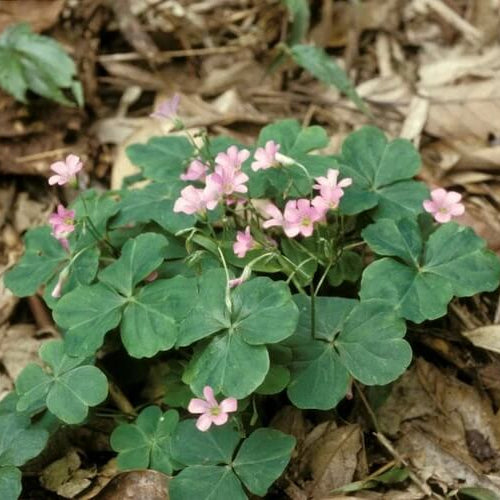 Oxalis Corymbosa seeds - Flower Plant