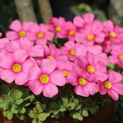Oxalis Seeds - Flower Plant for Home Gardens
