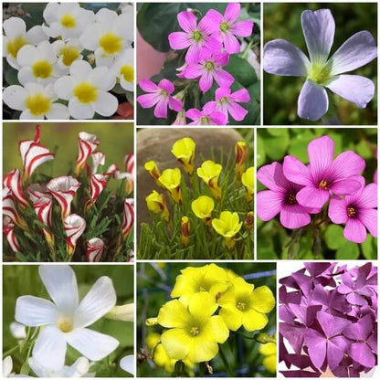 Oxalis Seeds - All In One For Home Gardens