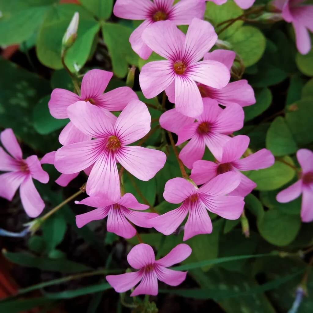 Oxalis Seeds - All In One For Home Gardens