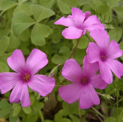 Oxalis Seeds - All In One For Home Gardens