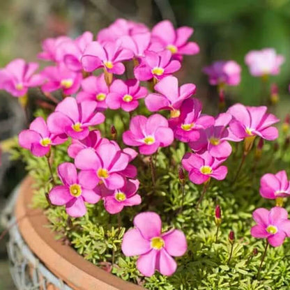 Oxalis Seeds - Flower Plant for Home Gardens