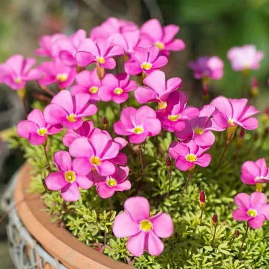 Oxalis Seeds - Flower Plant for Home Gardens