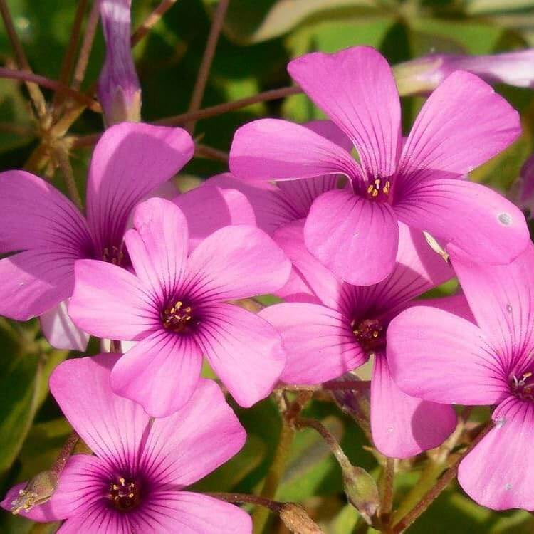 Oxalis Seeds - Flower Plant for Home Gardens