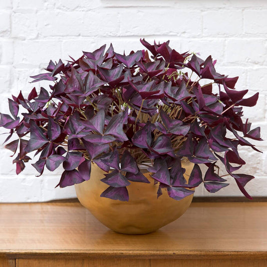 Oxalis Shamrock seeds - Flower Plant