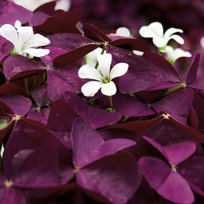 Oxalis Shamrock seeds - Flower Plant