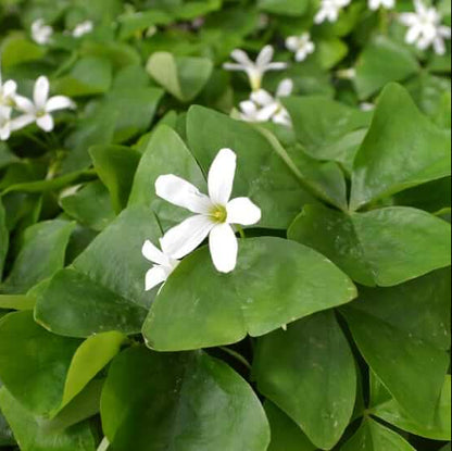 Oxalis Shamrock seeds - Flower Plant
