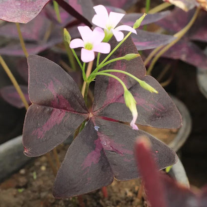 Oxalis Shamrock seeds - Flower Plant