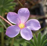Oxalis Spring seeds - Flower Plant