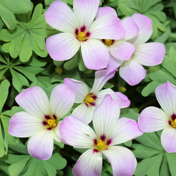 Oxalis Spring seeds - Flower Plant