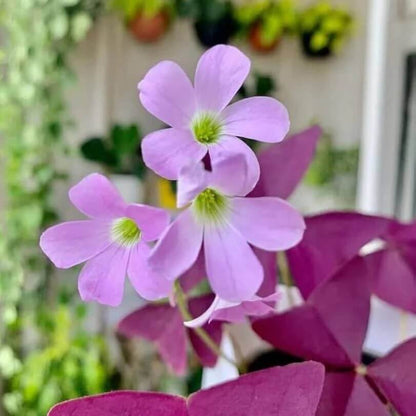 Oxalis triangularis Seeds