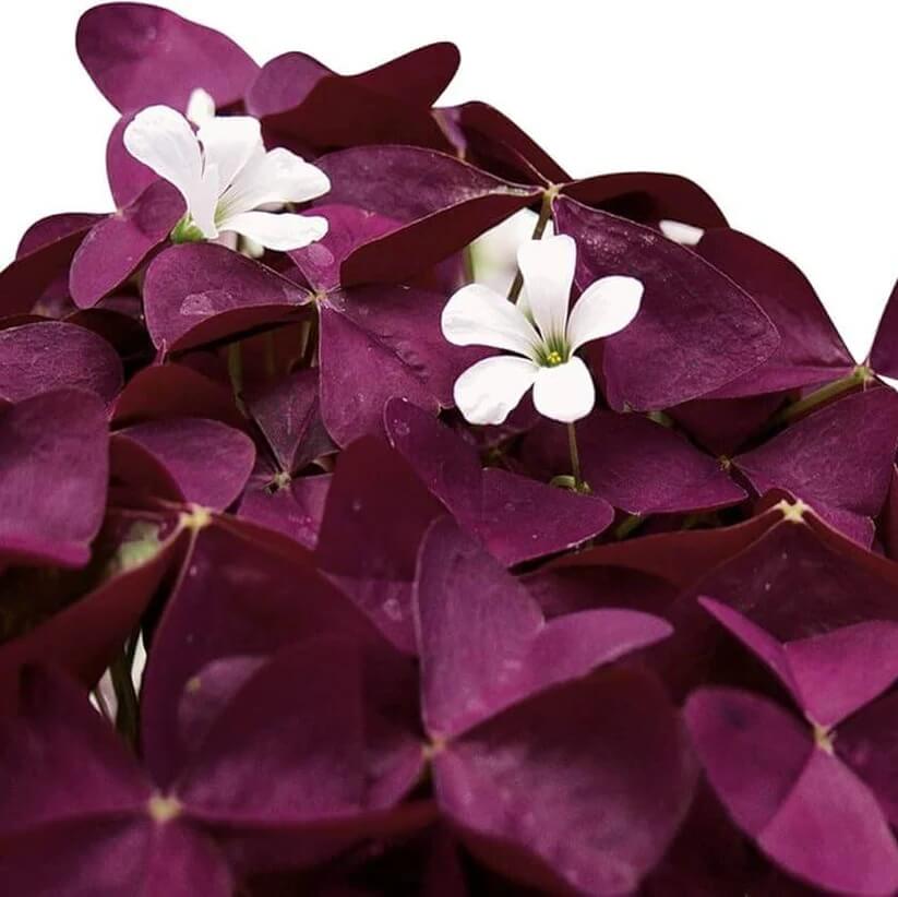 Oxalis triangularis Seeds