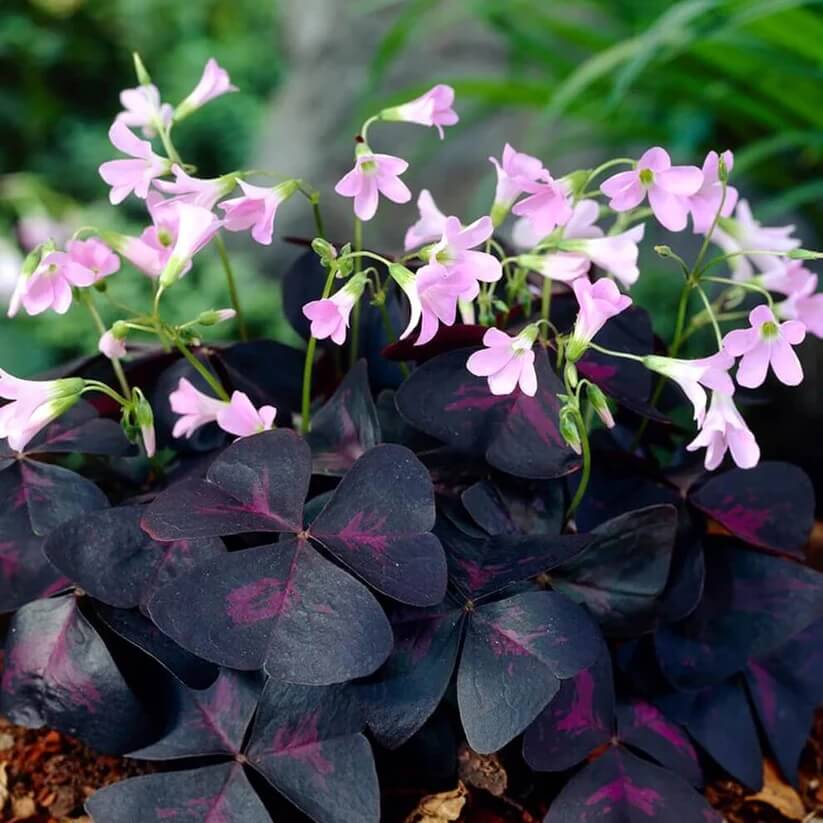 Oxalis triangularis Seeds